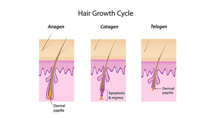 مراحل رشد مو